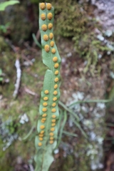 Lepisorus obscurevenolusus