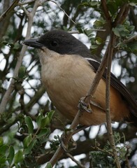 Laniarius ferrugineus