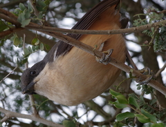 Laniarius ferrugineus