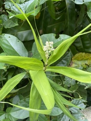 Flagellaria indica