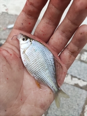 Acheilognathus macropterus