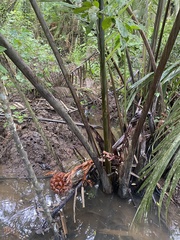 Nypa fruticans