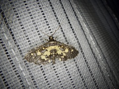 Eurrhyparodes bracteolalis