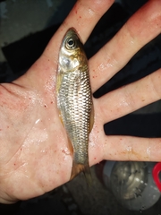 Ctenopharyngodon idella