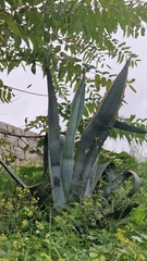 Agave americana