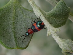 Dicranolaius bellulus