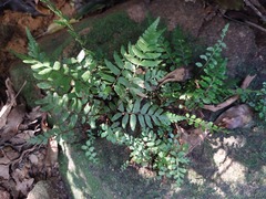 Gymnosphaera podophylla