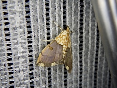 Agrotera posticalis