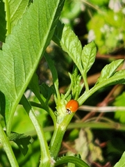 Cycloneda sanguinea