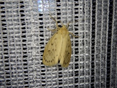 Miltochrista calamina