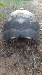 Chelonoidis carbonarius