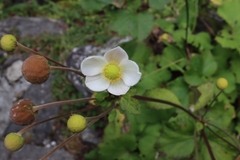 Eriocapitella vitifolia