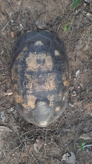 Chelonoidis carbonarius