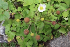 Eriocapitella vitifolia