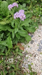 Heliotropium amplexicaule