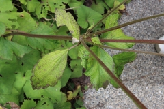 Eriocapitella vitifolia