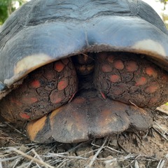 Chelonoidis carbonarius
