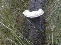 Trametes pubescens