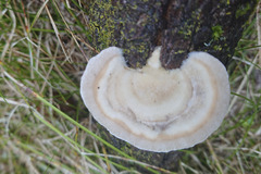 Trametes pubescens