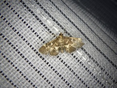 Piletocera sodalis