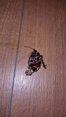 Blatta orientalis