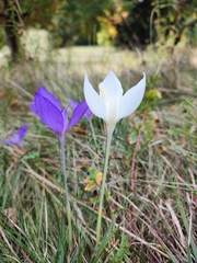 Crocus banaticus