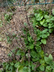 Dracocephalum nutans