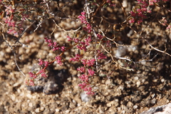 Tetragonia