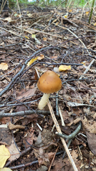 Amanita fulva