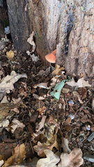 Fistulina hepatica