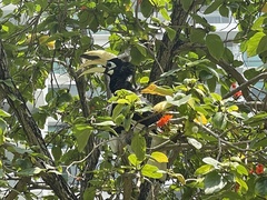 Anthracoceros albirostris