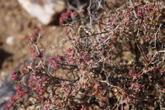Tetragonia