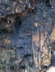 Tetramorium lanuginosum