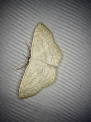 Scopula apicipunctata