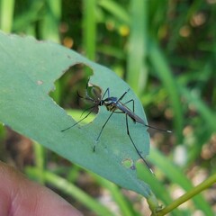 Toxorhynchites rutilus