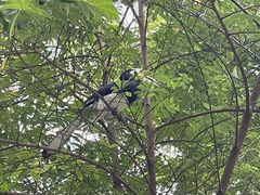 Anthracoceros albirostris