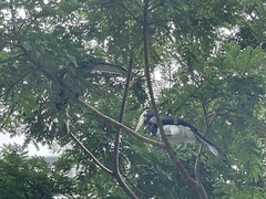 Anthracoceros albirostris