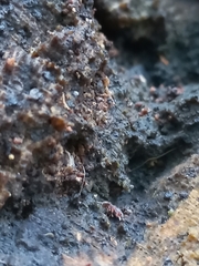 Tetramorium lanuginosum