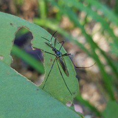 Toxorhynchites rutilus