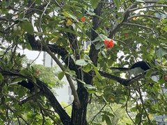 Anthracoceros albirostris