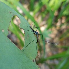 Toxorhynchites rutilus