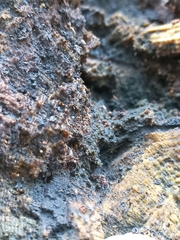 Tetramorium lanuginosum