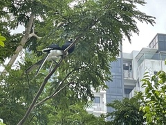 Anthracoceros albirostris