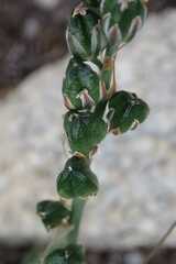 Albuca virens virens