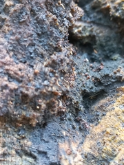 Tetramorium lanuginosum