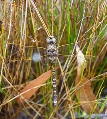 Adversaeschna brevistyla