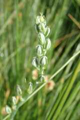 Albuca virens virens