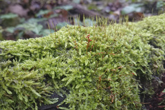 Hypnum cupressiforme