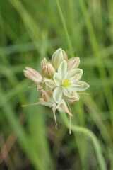 Albuca virens virens
