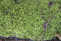 Hypnum cupressiforme